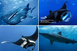 Clove Stay by Clove Travels - Hithadhoo - 4