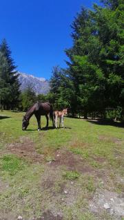 Patriadaranch02 - El Hoyo - 5