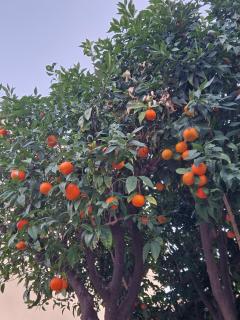 Studio Les agrumes - Roquebrune-Cap-Martin - 1