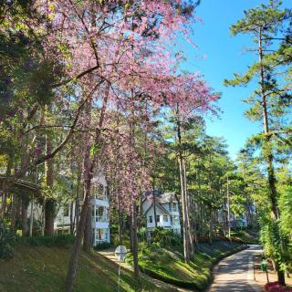 Lan Anh Villas Resort - Da Lat - 8