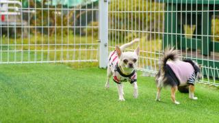 Hongcheon byeolkaem kidspulbilla - 3