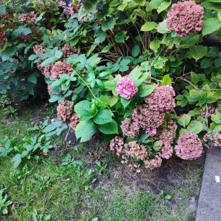 Monteurwohnung Ferienwohnung Business Appartement Grenze Düsseldorf 4 Personen - Neuss - 9