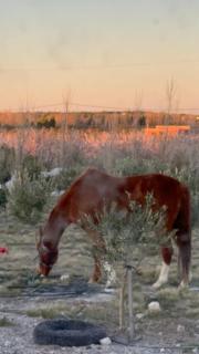 El Oceano - Puerto Madryn - 5