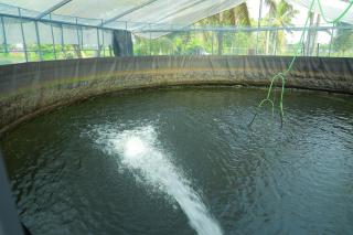 Mulanthanam resorts and Home stay - Champakulam - 5
