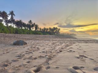 Rekawa Turtle Gate Hotel - Tangalle - 4