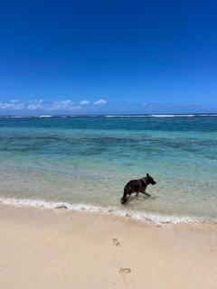 Villa GEORGETTE - Saint Gilles 50 M du lagon - Saint-Paul - 1