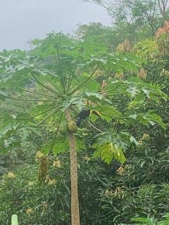 Finca flo - Carara - 6