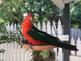 Courtyard Cottage Healesville, close to everything - Healesville - 8