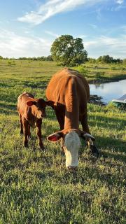 Relaxing Modern stay on a Ranch - Cedar Creek - 5