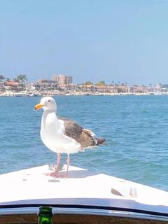Near Beach, Harbor & Ferry Bikes Patio BBQ - 2