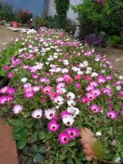 Kanchenjunga View Homestay - Pedong - 2