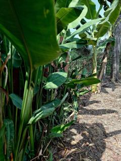 old famer's house, filed, nature - 6
