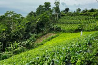 Munduk Luwih Ecolodge Bedugul by AGATA - Tabanan - 4