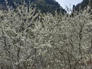 Quang Thuận Bản Giốc Homestay - 2