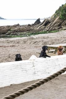 Pet Friendly Sea view Villa Millendreath Looe - Looe - 5