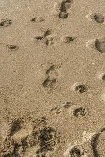 Pet Friendly Sea view Villa Millendreath Looe - Looe - 3