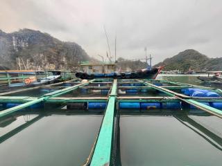 Floating house in Cai Beo Fishing village - Hai Phong - 4