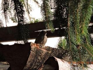 Gîte paisible au pied du Bassin de Champagney, animaux acceptés - FR-1-583-372 - Champagney - 5