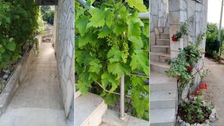 Villa Lavanda - Sutomore - 3