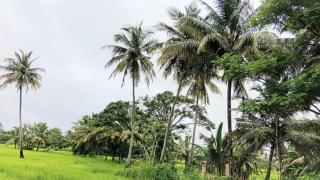 50 Kanuwa Guest and Nature Village - - 7
