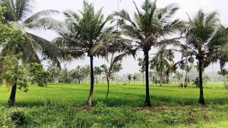 50 Kanuwa Guest and Nature Village - - 2