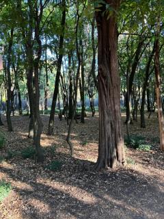 Villa Coyoacan - Città del Messico - 6