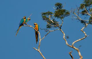 Secret Forest Station - Tambopata - 8