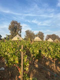 Lago Valle Wine Glamping - Valle de Guadalupe - 0