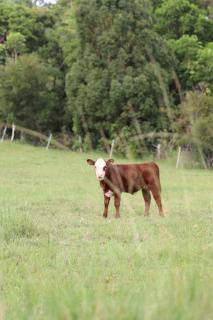 Luxury Farm Homestead & Animal Sanctuary, Hot Tub - The Pocket - 5
