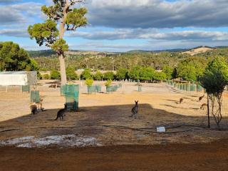 Brodie's Farm - Nannup - 8