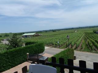 Gite "le vignoble " 2 pers coté vignes - Bennwihr - 0
