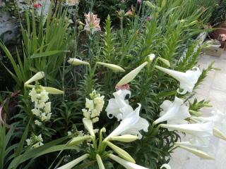 Flowers' Guest House - Naxos Chora - 9