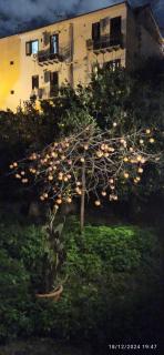 Jujube hortus apartment 4 - Palermo - 5