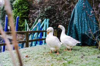 The Goose lodge - Calveley - 2