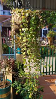 Tiny Garden House Cat Ba - Cat Ba - 3