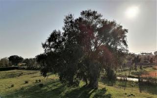 Appartamento nel verde a Nettuno - Nettuno - 0