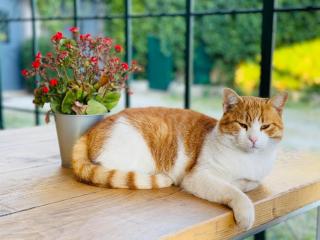 Agriturismo La Terrazza su Farfa - 6