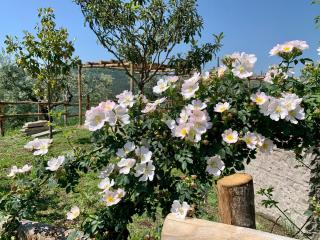 Agriturismo La Terrazza su Farfa - 1