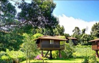 Nature Cabins - Santo da Serra - Santo da Serra - 9
