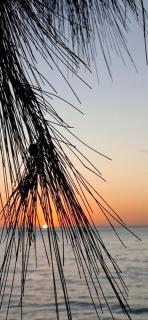 Charming Beach Studio in Flic en Flac - Flic en Flac - 5