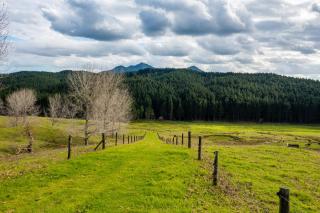 Titoki Downs Farm Stay - - 2