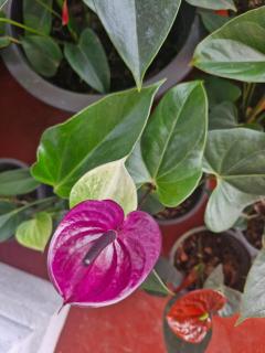 Top View - Hatton - 2