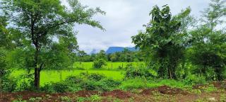 Entire Private Farm on Rent 2 Acre with 3 Room, it's Kittu's Farm - 3
