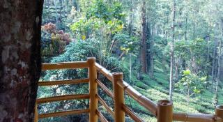 Jungle Jive Treehouse and Farm house - Munnar - 7