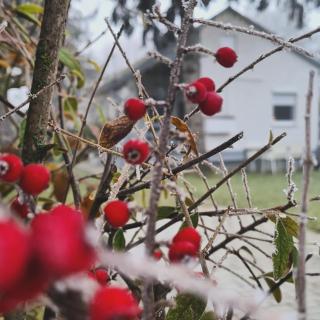 Világos Kert Balatonvilágos Chill House - 3