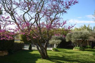 Les treilles de Provence, Gîte la glycine - Villeneuve-lès-Avignon - 1