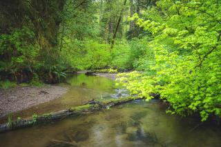 Rainforest Tiny Home Retreat 19 - Forks - 2