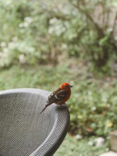 Hotel Finca Lerida Coffee Plantation and Boutique Hotel - 2