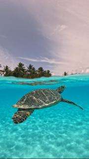 Thoddoo 7StarTropics - 3