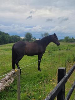 Connollys Holiday Home Doohamlet Castleblayney - 4